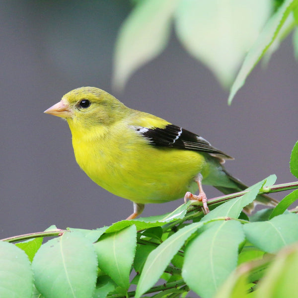 American Goldfinch