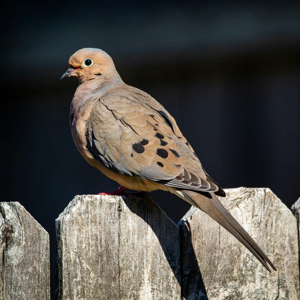 Mourning Dove