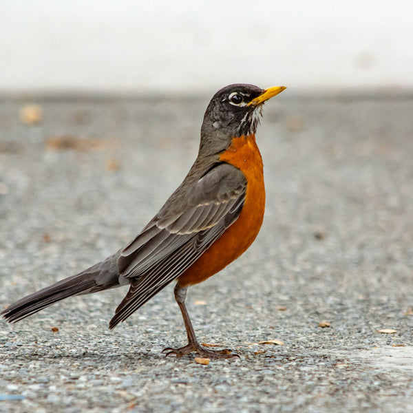 American Robin