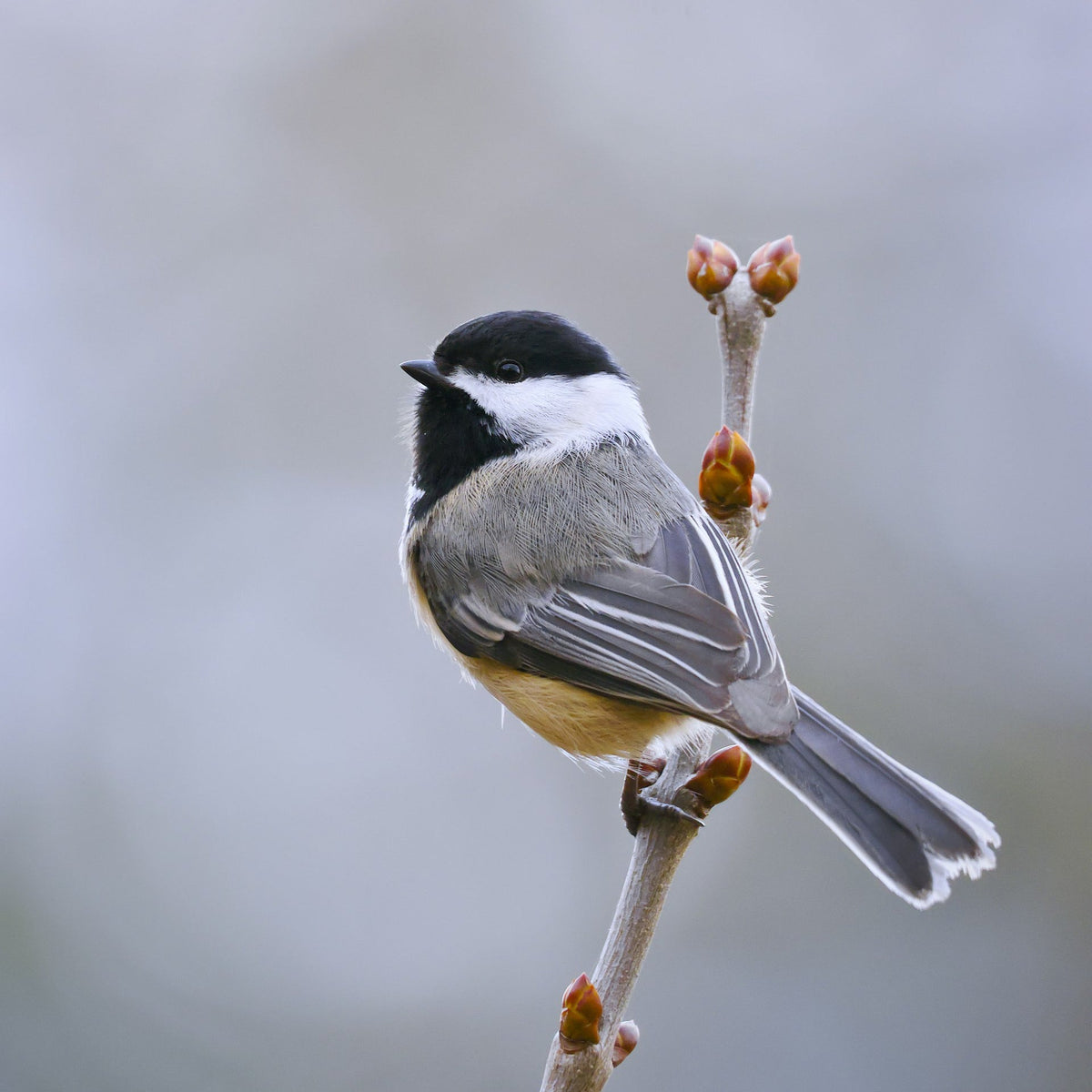 Black-capped Chickadee