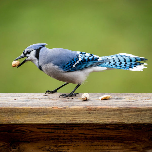 Blue Jay