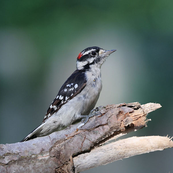 Downy Woodpecker