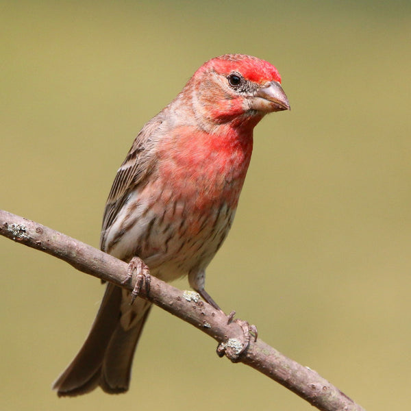 House Finch