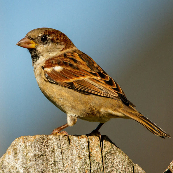 House Sparrow