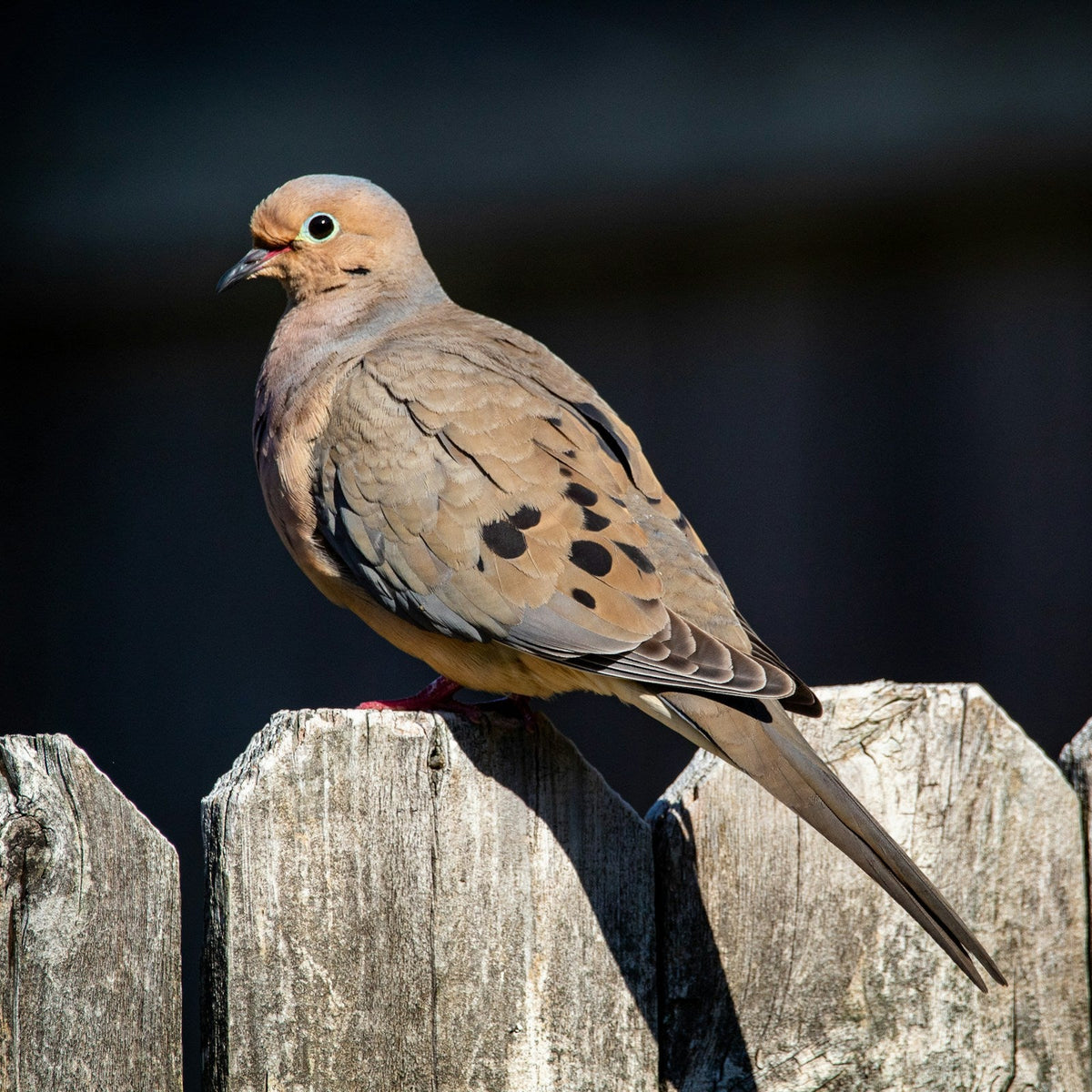 Mourning Dove