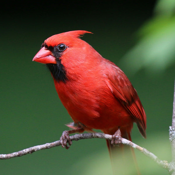 Northern Cardinal