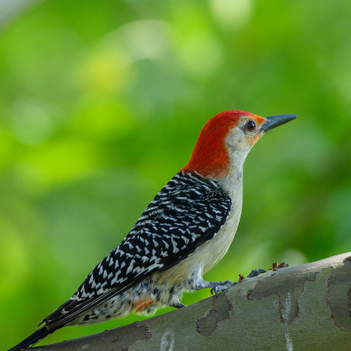 Red-bellied Woodpecker