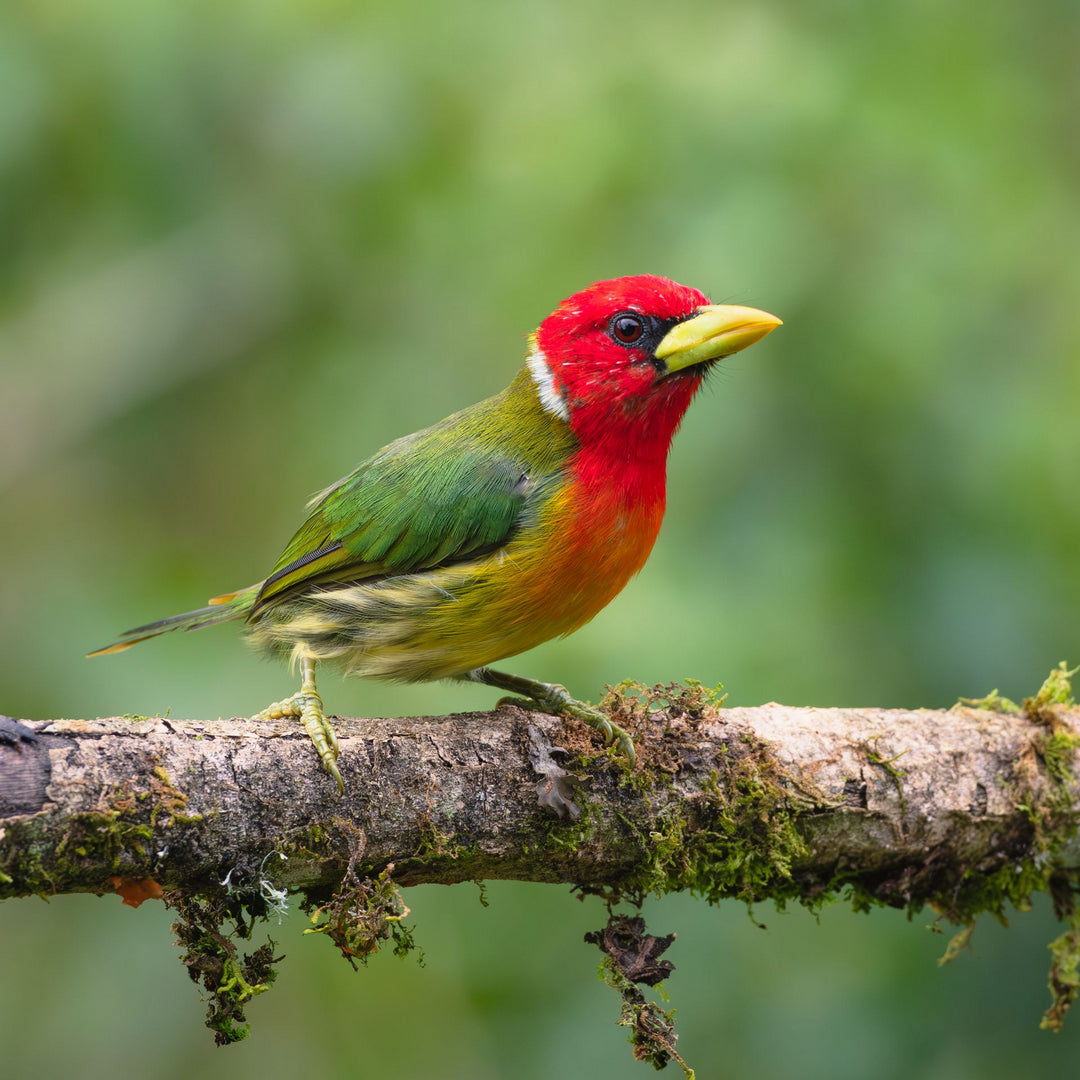 How to Attract Migrating Birds Without Bird Feeders
