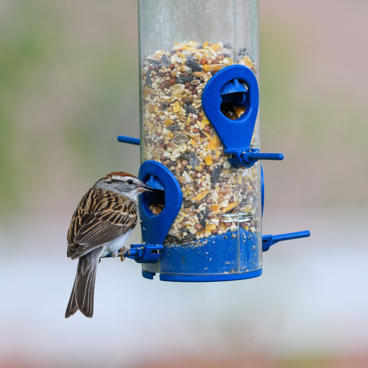 Fall Bird Migration in the Eastern U.S.: 8 Birds to Watch in Your Backyard
