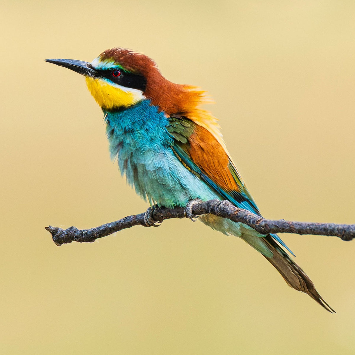 How to Spot Fall Migrating Birds in Your Backyard