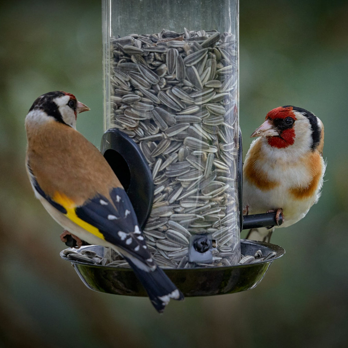 How to Attract Fall Migrating Birds to Your Eastern U.S. Backyard